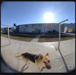Found/Stray Male Dog last seen Pueblo del río projects, Los Angeles, CA 90058