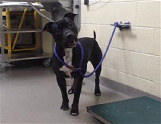 Shelter Stray Male Dog last seen Near BLOCK S HURON STREET, ENGLEWOOD CO 80110, 1241 W Bayaud Ave, Denver, CO 80223, USA