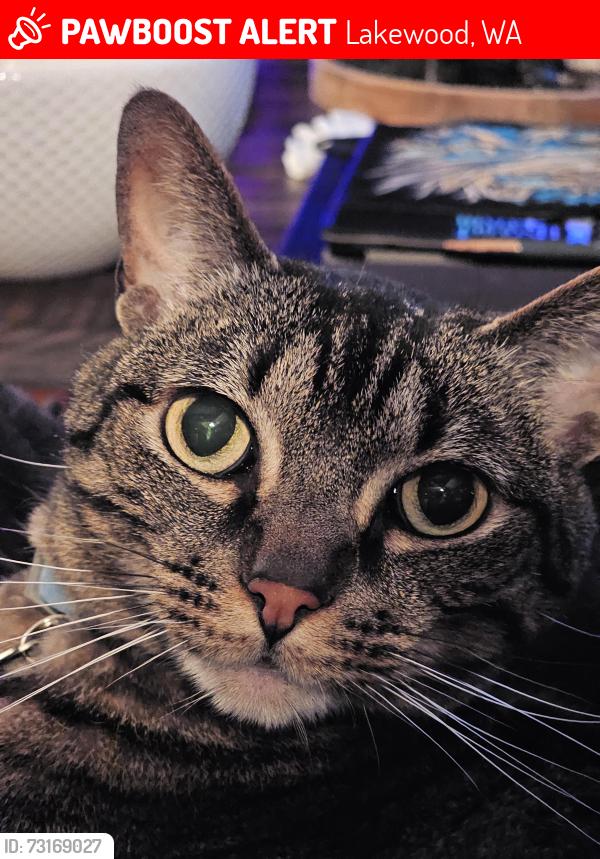 Lost Male Cat last seen Phillips Road, Lakewood, WA 98498