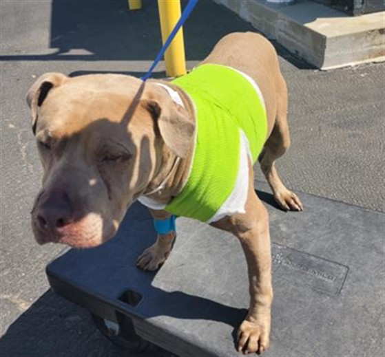 Shelter Stray Male Dog last seen , 3201 Lacy St, Los Angeles, CA 90031, USA