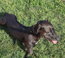 Shelter Stray Male Dog last seen LOMA SIERRA, 4710 TX-151, San Antonio, TX 78227, USA