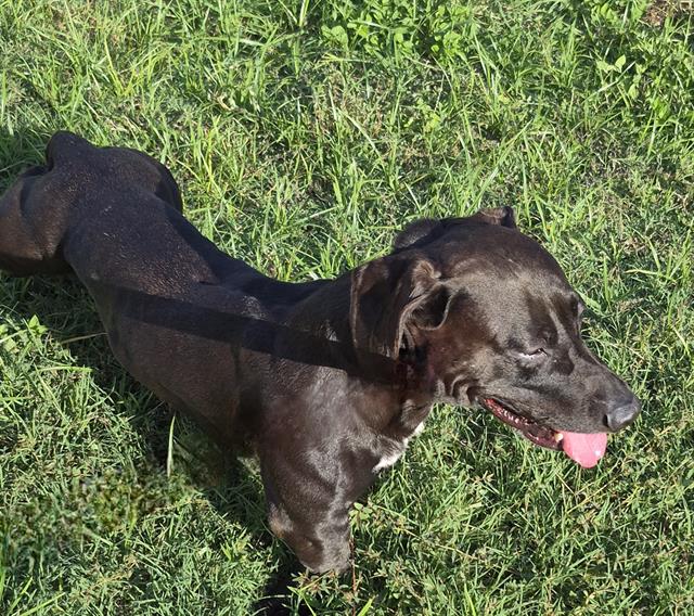 Shelter Stray Male Dog last seen LOMA SIERRA, 4710 TX-151, San Antonio, TX 78227, USA