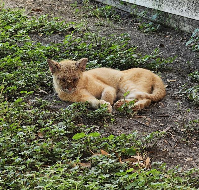 Shelter Stray Female Cat last seen Near BLOCK RIGSBY AVE, 4710 TX-151, San Antonio, TX 78227, USA