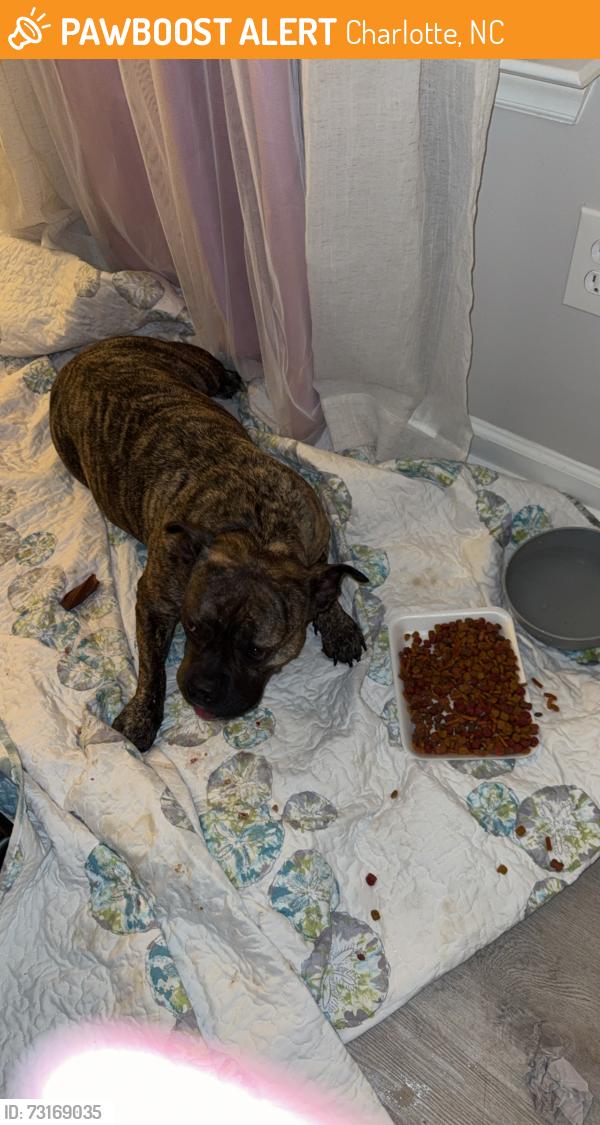 Found/Stray Female Dog last seen Sullins RD, Charlotte, NC 28214