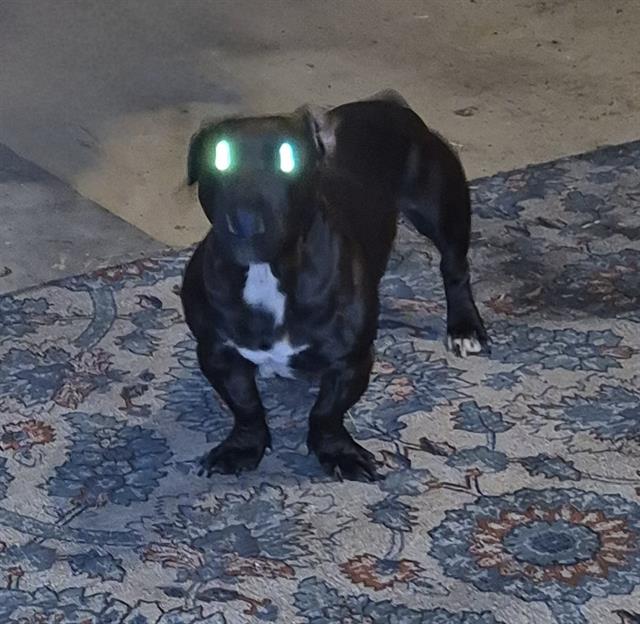 Shelter Stray Male Dog last seen LOMA SIERRA, 4710 TX-151, San Antonio, TX 78227, USA