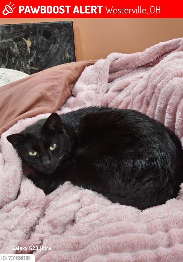 Lost Male Cat last seen Mariemont, Russell, Linda CT, Treva Ct, Westerville, OH 43081