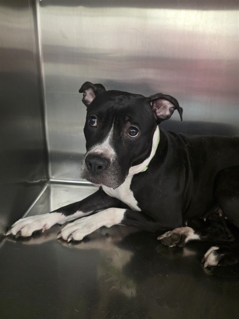 Shelter Stray Female Dog last seen , 4000 N Silverbell Rd, Tucson, AZ 85745, USA