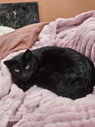 Lost Male Cat last seen Mariemont, Russell, Linda CT, Treva Ct, Westerville, OH 43081