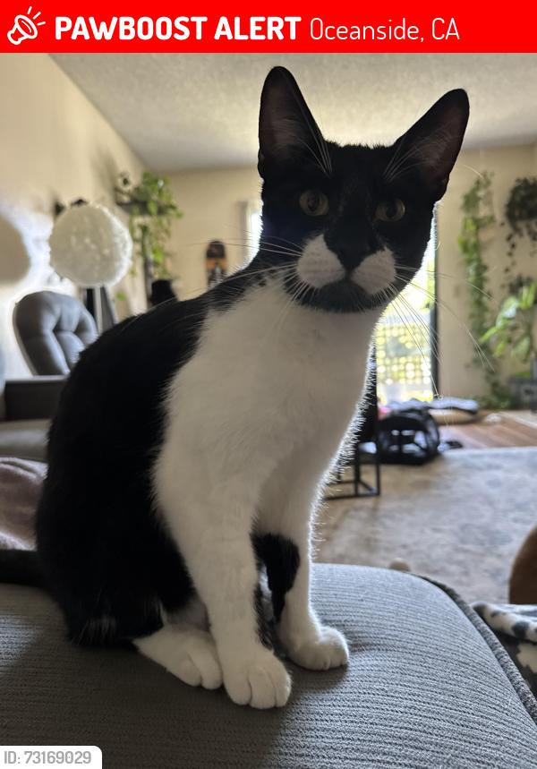 Lost Male Cat last seen Catalina circle, Oceanside, CA 92056