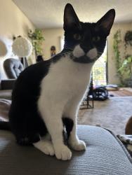 Lost Male Cat last seen Catalina circle, Oceanside, CA 92056