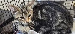 Shelter Stray Male Cat last seen , 4000 N Silverbell Rd, Tucson, AZ 85745, USA