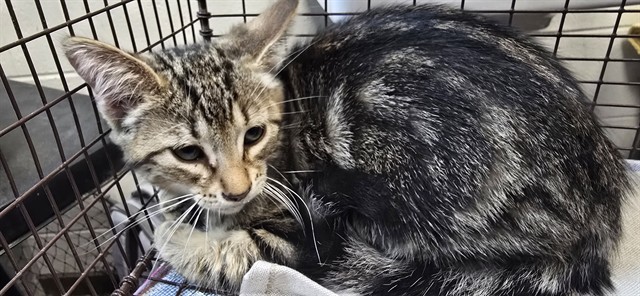 Shelter Stray Male Cat last seen , 4000 N Silverbell Rd, Tucson, AZ 85745, USA
