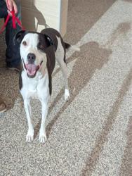 Shelter Stray Male Dog last seen Near BLOCK HEDGE LN, COLORADO SPRINGS CO 80917, 610 Abbot Ln, Colorado Springs, CO 80905, USA