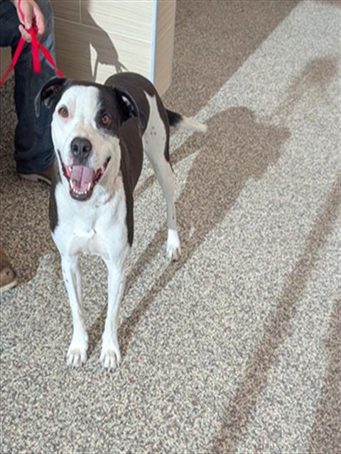 Shelter Stray Male Dog last seen Near BLOCK HEDGE LN, COLORADO SPRINGS CO 80917, 610 Abbot Ln, Colorado Springs, CO 80905, USA
