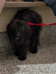 Shelter Stray Female Dog last seen Near BLOCK HEDGE LN, COLORADO SPRINGS CO 80917, 610 Abbot Ln, Colorado Springs, CO 80905, USA