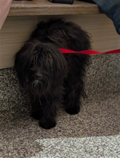 Shelter Stray Female Dog last seen Near BLOCK HEDGE LN, COLORADO SPRINGS CO 80917, 610 Abbot Ln, Colorado Springs, CO 80905, USA
