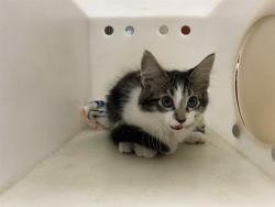 Shelter Stray Male Cat last seen Near BLOCK S 16TH ST, 3839 W Burnham St, West Milwaukee, WI 53215, USA