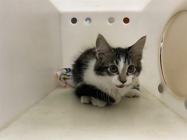 Shelter Stray Male Cat last seen Near BLOCK S 16TH ST, 3839 W Burnham St, West Milwaukee, WI 53215, USA