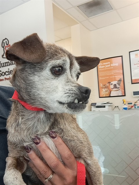 Shelter Stray Male Dog last seen Near BLOCK N CHESTNUT ST, COLORADO SPRINGS CO 80907, 610 Abbot Ln, Colorado Springs, CO 80905, USA