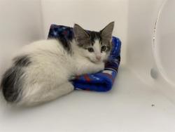 Shelter Stray Male Cat last seen Near BLOCK S 16TH ST, 3839 W Burnham St, West Milwaukee, WI 53215, USA