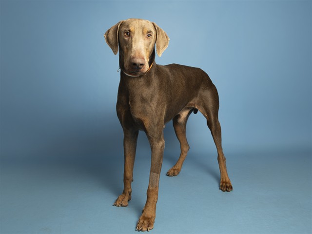 Shelter Stray Male Dog last seen 29TH ST/WASHINGTON ST, 5501 E Van Buren St, Phoenix, AZ 85008, USA