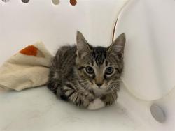 Shelter Stray Male Cat last seen Near BLOCK S 16TH ST, 3839 W Burnham St, West Milwaukee, WI 53215, USA