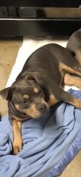 Lost Female Dog last seen Bobolink way, Pomona, CA 91767