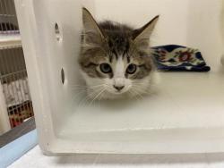 Shelter Stray Female Cat last seen Near BLOCK S 16TH ST, 3839 W Burnham St, West Milwaukee, WI 53215, USA
