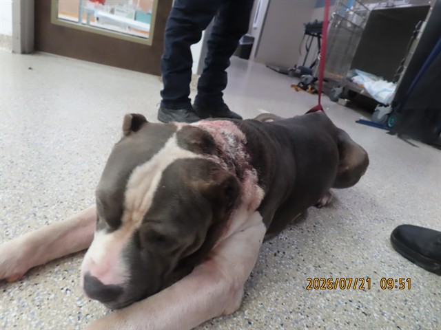 Shelter Stray Male Dog last seen CAMELBACK RD, 5501 E Van Buren St, Phoenix, AZ 85008, USA