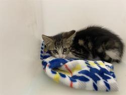 Shelter Stray Female Cat last seen Near BLOCK S 16TH ST, 3839 W Burnham St, West Milwaukee, WI 53215, USA