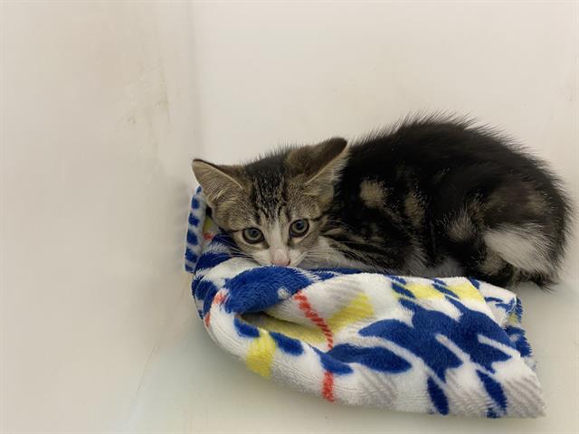 Shelter Stray Female Cat last seen Near BLOCK S 16TH ST, 3839 W Burnham St, West Milwaukee, WI 53215, USA