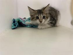 Shelter Stray Female Cat last seen Near BLOCK S 16TH ST, 3839 W Burnham St, West Milwaukee, WI 53215, USA
