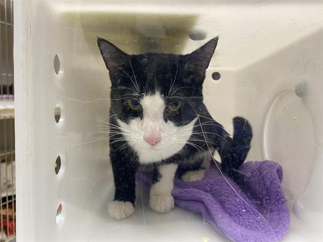 Shelter Stray Male Cat last seen Near BLOCK W OAKWOOD RD, 3839 W Burnham St, West Milwaukee, WI 53215, USA