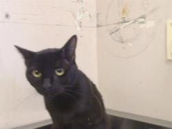 Shelter Stray Male Cat last seen SUNRISE BLVD/ ANTALOPE RD, 95610, 3839 Bradshaw Rd, Sacramento, CA 95827, USA