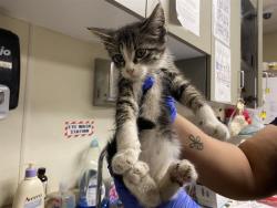 Shelter Stray Unknown Cat last seen Near BLOCK W VIRGINIA ST, 3839 W Burnham St, West Milwaukee, WI 53215, USA