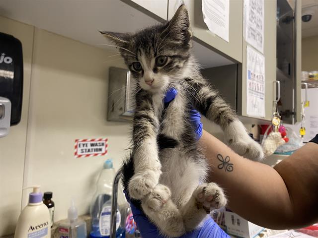 Shelter Stray Male Cat last seen Near BLOCK W VIRGINIA ST, 3839 W Burnham St, West Milwaukee, WI 53215, USA
