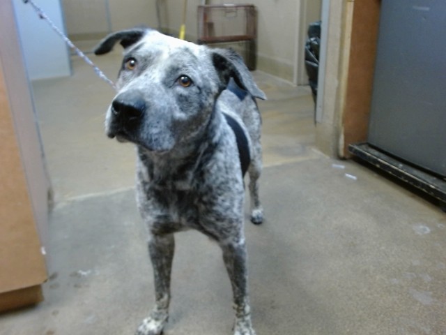 Shelter Stray Male Dog last seen TWIN CITIES/W STOCKTON BLVD, 95632, 3839 Bradshaw Rd, Sacramento, CA 95827, USA