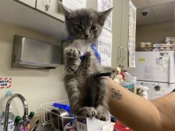 Shelter Stray Unknown Cat last seen Near BLOCK W VIRGINIA ST, 3839 W Burnham St, West Milwaukee, WI 53215, USA