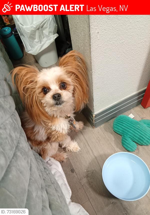 Lost Male Dog last seen Near E Ogden Ave Between 8th and 9th, Las Vegas, NV 89101