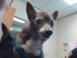 Shelter Stray Male Dog last seen SANDALWOOD DR/ AUBURN BLVD, 95610, 3839 Bradshaw Rd, Sacramento, CA 95827, USA
