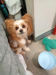 Lost Male Dog last seen Near E Ogden Ave Between 8th and 9th, Las Vegas, NV 89101