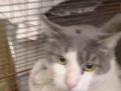 Shelter Stray Male Cat last seen FOLSOM BLVD/LA RIVIERA DR, 95826, 3839 Bradshaw Rd, Sacramento, CA 95827, USA