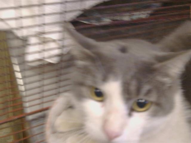Shelter Stray Male Cat last seen FOLSOM BLVD/LA RIVIERA DR, 95826, 3839 Bradshaw Rd, Sacramento, CA 95827, USA