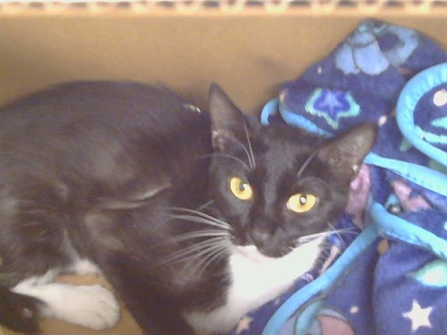 Shelter Stray Female Cat last seen FLORIN PERKINS RD/FLORIN RD, 95828, 3839 Bradshaw Rd, Sacramento, CA 95827, USA