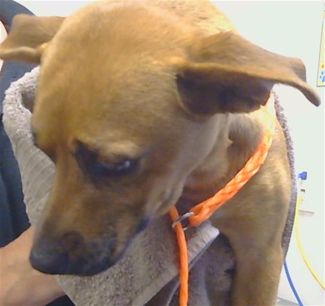 Shelter Stray Female Dog last seen SONOMA HILLS WAY/FRANZIA CT, 95828, 3839 Bradshaw Rd, Sacramento, CA 95827, USA
