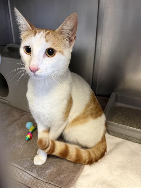 Shelter Stray Male Cat last seen , 600 Aviation Dr, Camarillo, CA 93010, USA