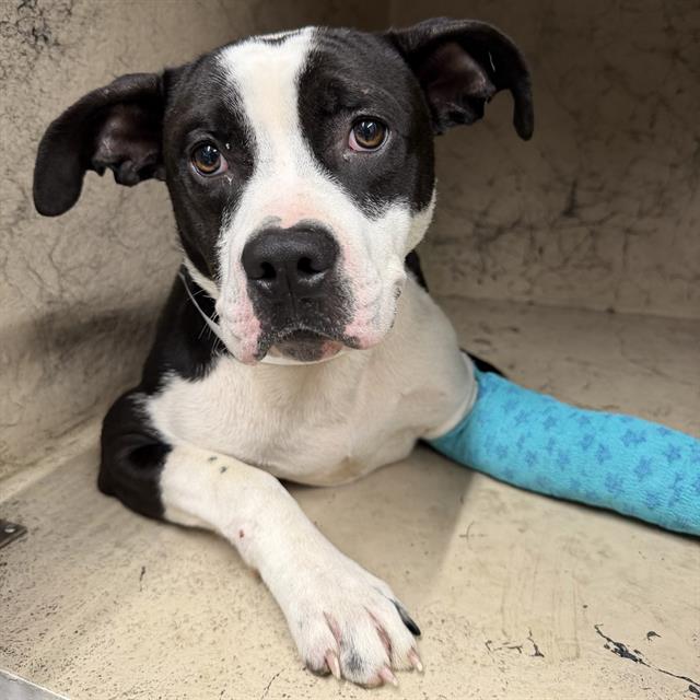 Shelter Stray Male Dog last seen Near, 2600 S Harding St, Indianapolis, IN 46221, USA
