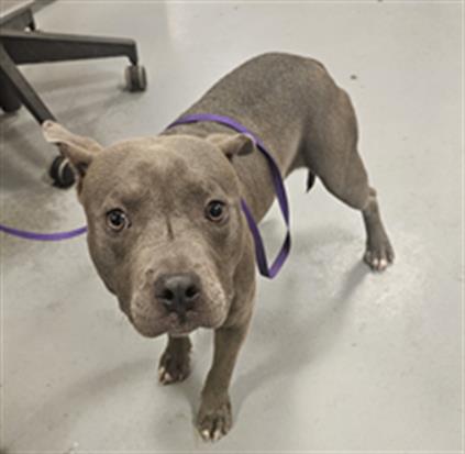 Shelter Stray Male Dog last seen Near BLOCK S SAN JACINTO AVE, SAN JACINTO, CA 92583, 581 S Grand Ave, San Jacinto, CA 92582, USA