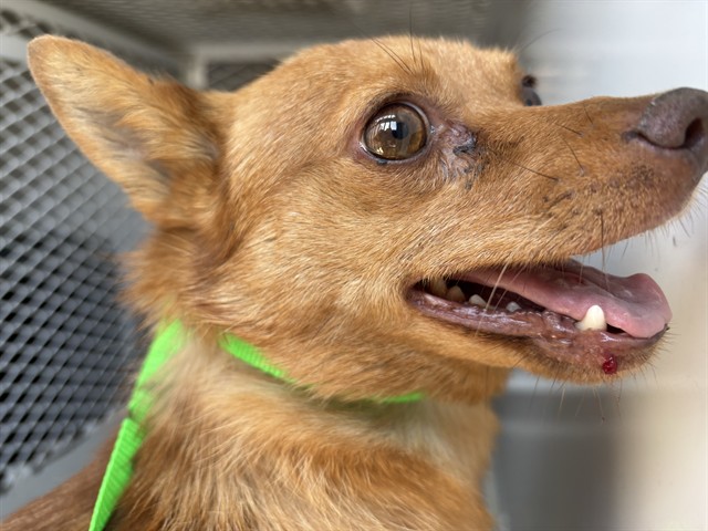 Shelter Stray Male Dog last seen Near BLOCK QUINCY ST, BAKERSFIELD CA 93305, 3951 Fruitvale Ave, Bakersfield, CA 93308, USA