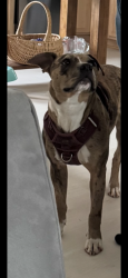 Lost Female Dog last seen Lewis road, Gastonia, NC 28052